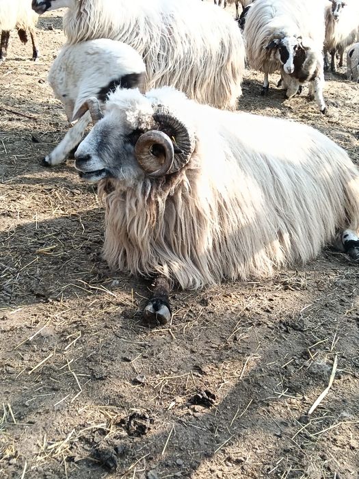 Vând  berbec frumos