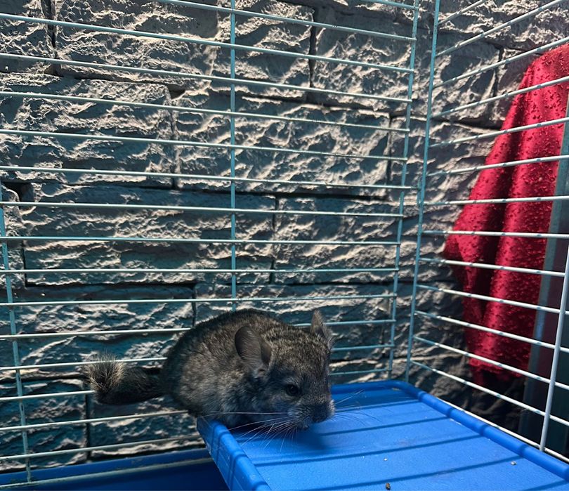 Шиншилла самка  носитель ангоры