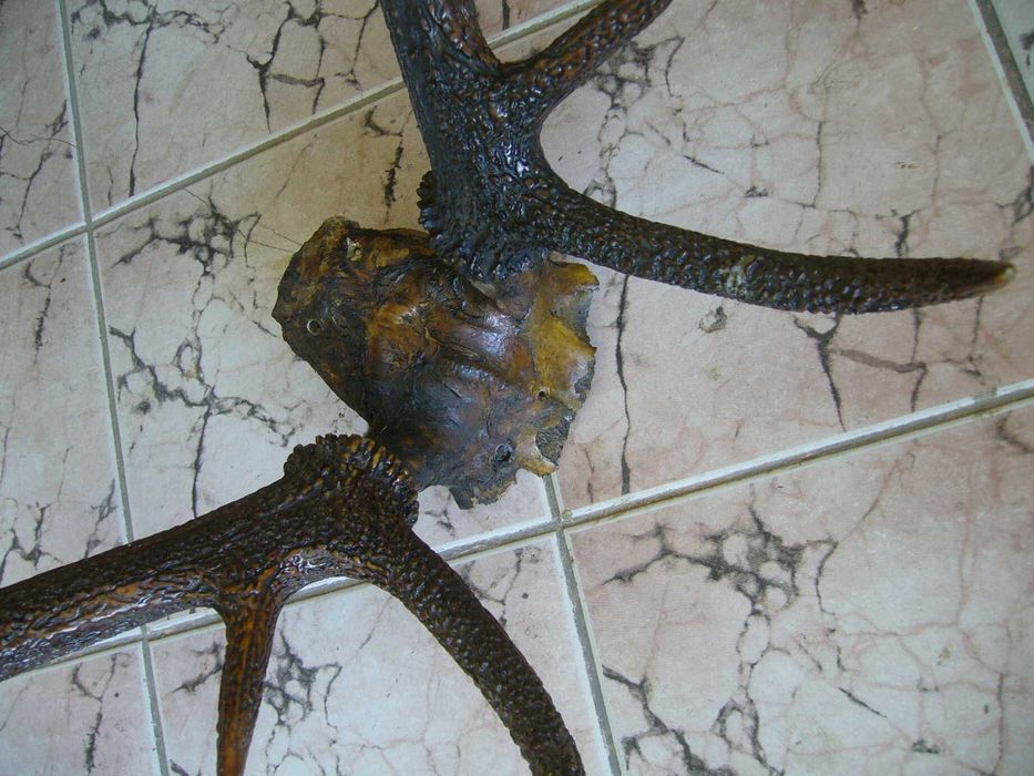 Рога от Благороден Елен - Намалени 50%