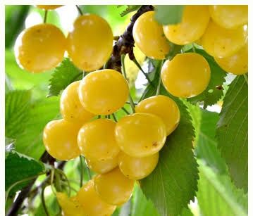 Cires galben imperial