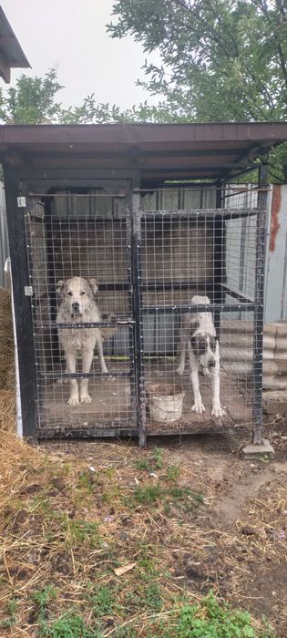 Продам собак алабаев кобель и сука