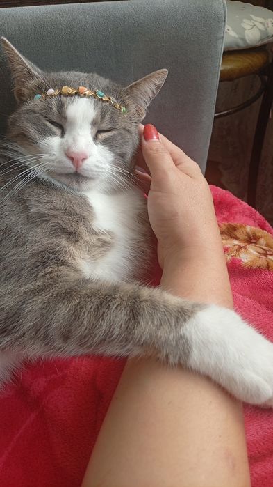 Кот продам 2 года