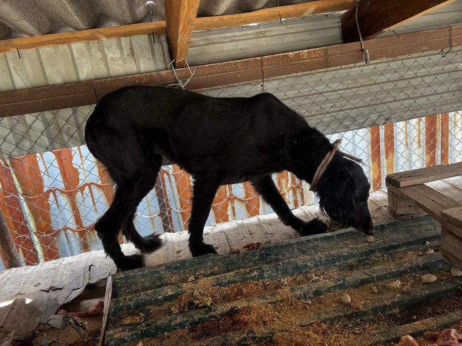 Тазы таза қан ,документі бар