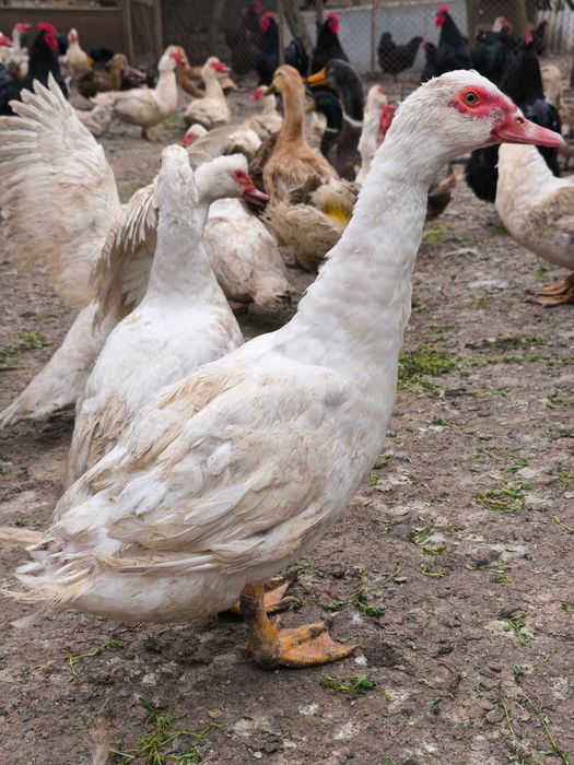 Продавам качествени и здрави домашно отгледани птици