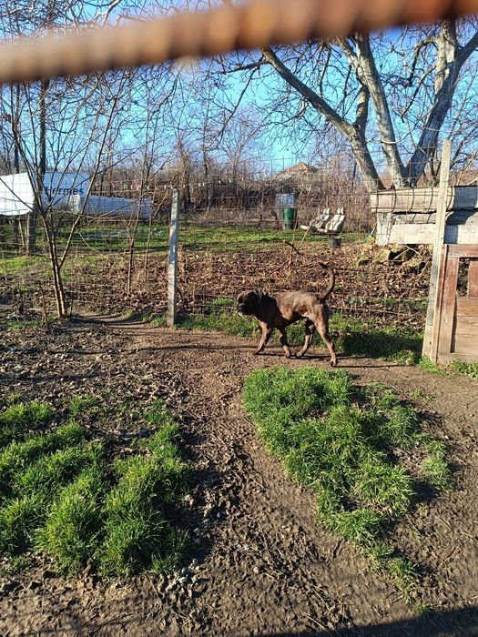 Mascul Boxer Veritabil