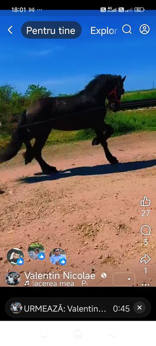 Vând iapa friziana de 5 ani