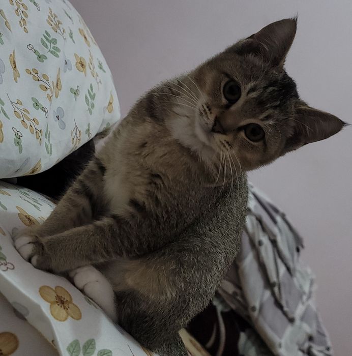 Chiroyli aqli sog'lom mushuk sotiladi