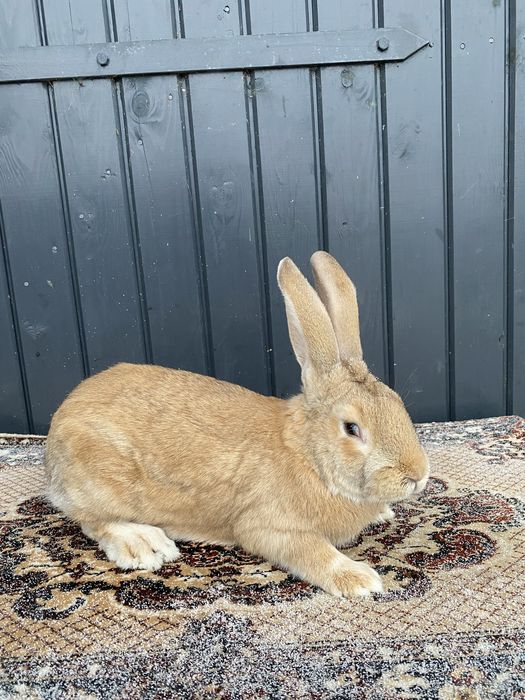 Vând 2 masculi și o femală UG galben
