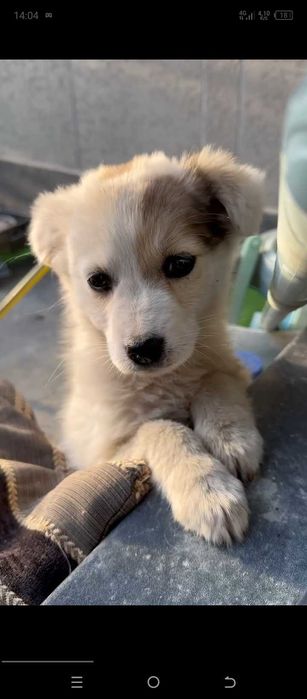 Отдам щенка в добрые руки