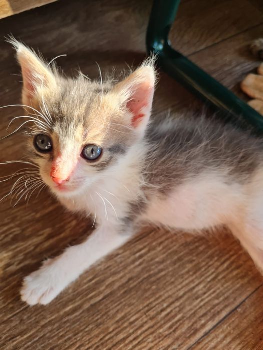 Pui de pisica spre adoptie