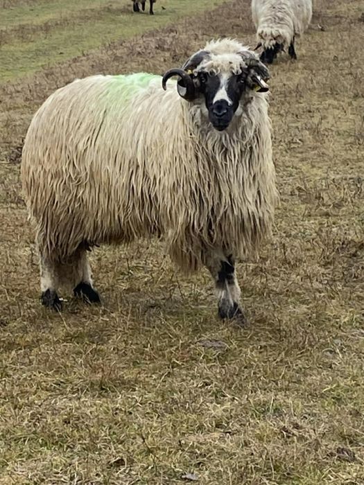 Vand Berbec breaz stramior