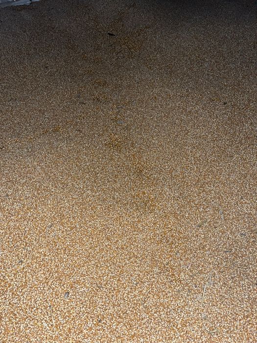 Vând porumb sticlos