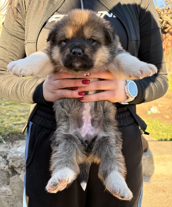 Подарявам кученца