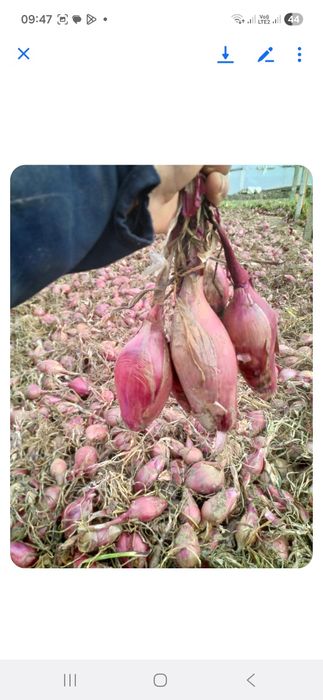 Ceapa de apa roșie de Buzău de vânzare.
