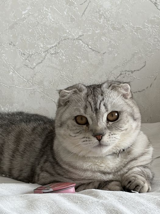 Отдам котика мальчика в добрые ручки