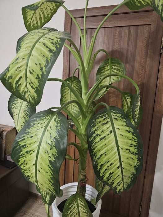 Продаю диффенбахию в белом кашпо