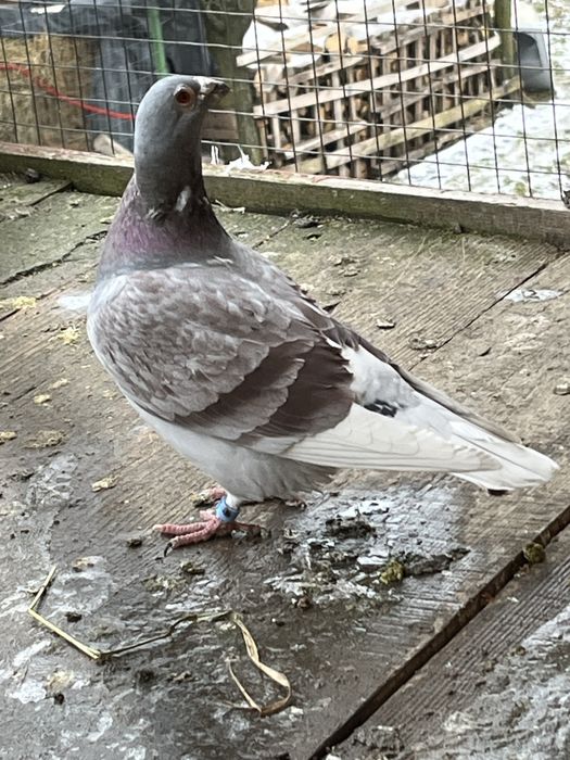 De vanzare porumbei voiajori de top