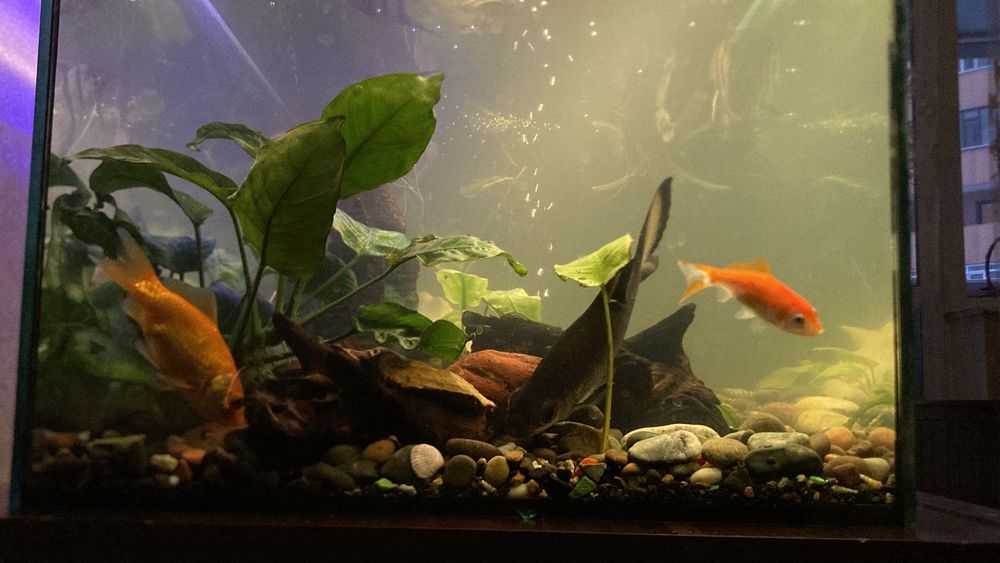 рыбы аквариумные/ балықтар аквариумға