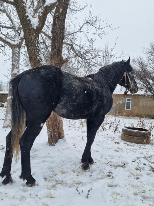 Ат, айғыр, жылқы, жеребец, конь, лошадь