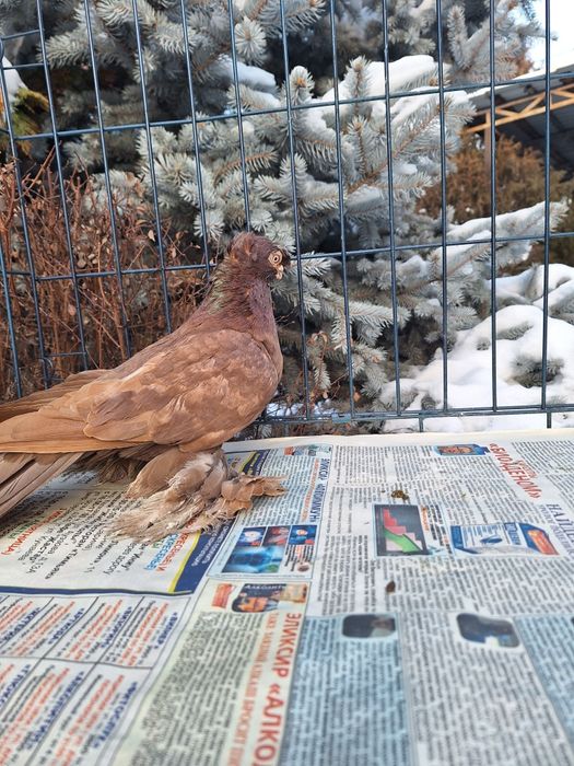 Продам красную самку