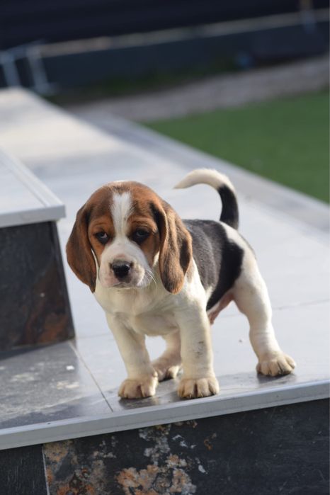 Baietel beagle tricolor