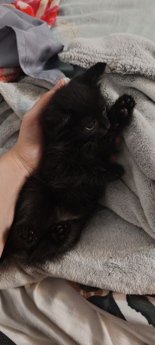 Котики в заботливые руки