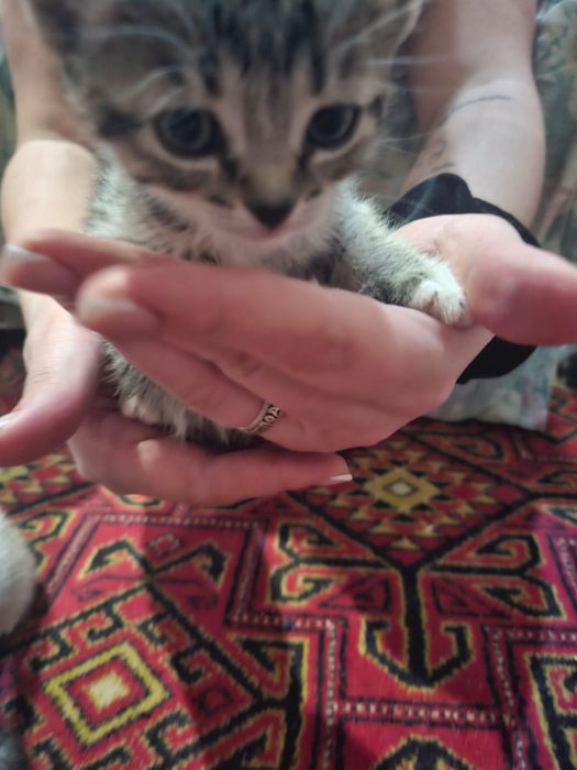 Ищем дом для малышей