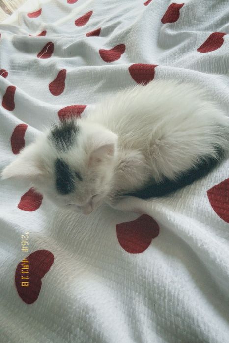 Отдам котенка бесплатно