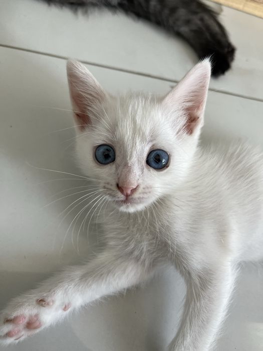 Британские котята в добрые руки