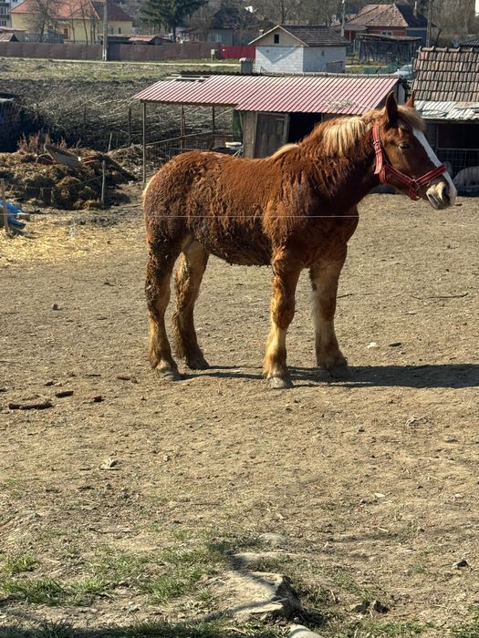 Vând mânji armăsari