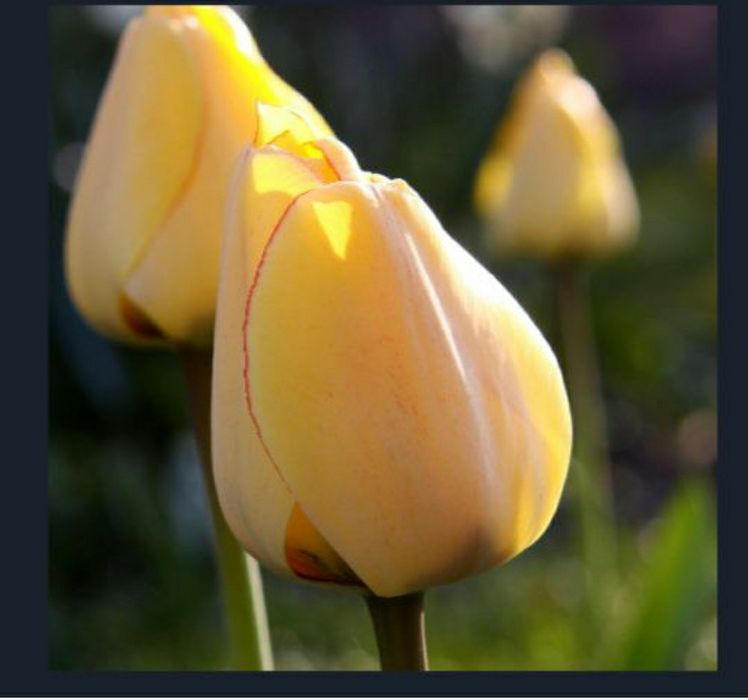 Предзаказ на 8 марта ТЮЛЬПАНЫ