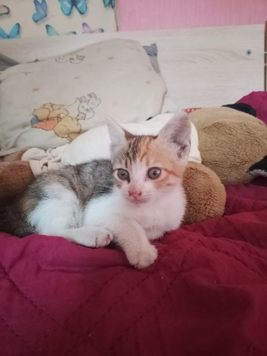 Подарявам малки котета