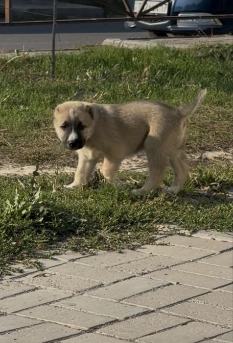 Алабай САО Тобет