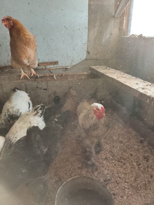 Продам домашних цыплят