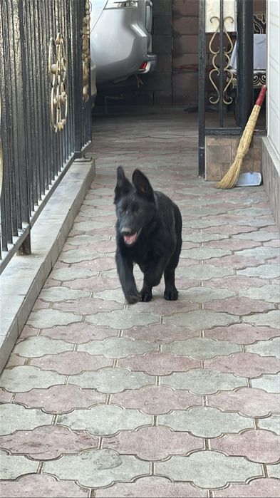 Чёрная немецкая овчарка