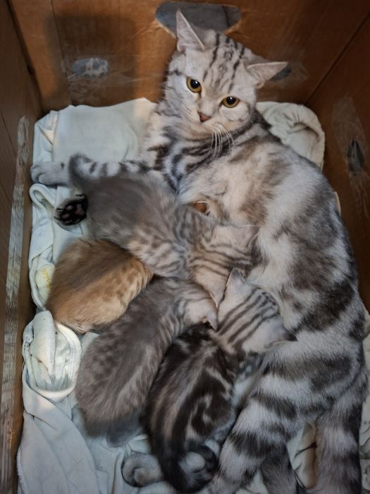 Котята шотландцы
