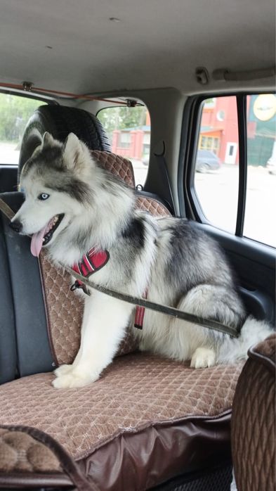 Отдам собак в добрые руки (разной породы )