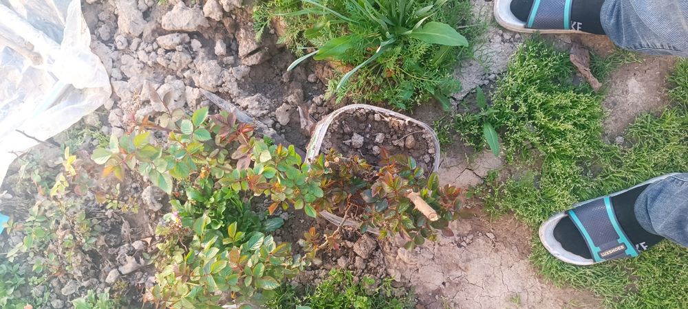 Роза, атиргул кучати