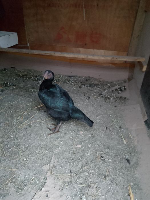 Продам курей дакан