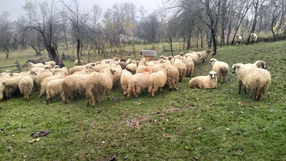 40 de oi de vânzare