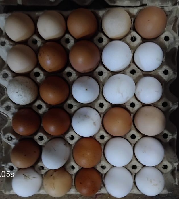 Яйца  селски 7 евро 30 бр