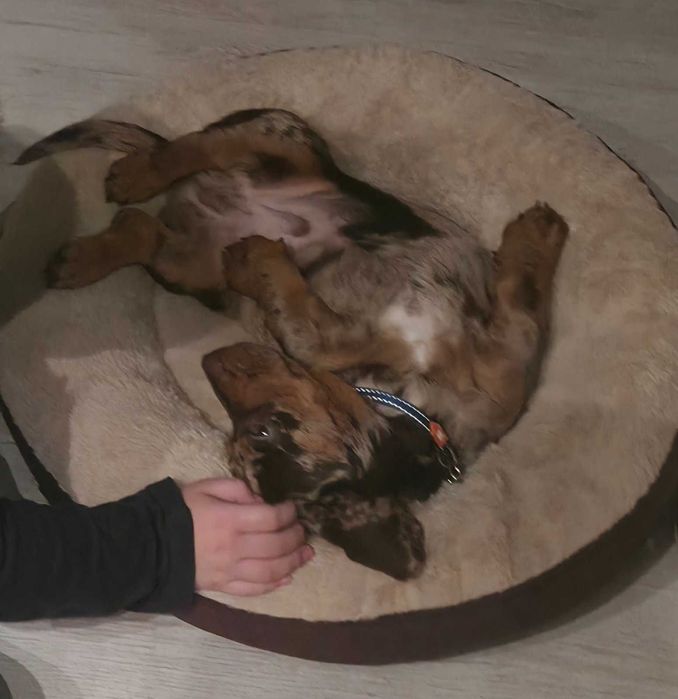 Продавам Мъжки Мраморен Дакел