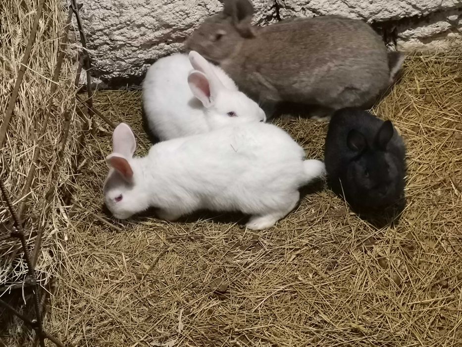 Продаю кроликов..