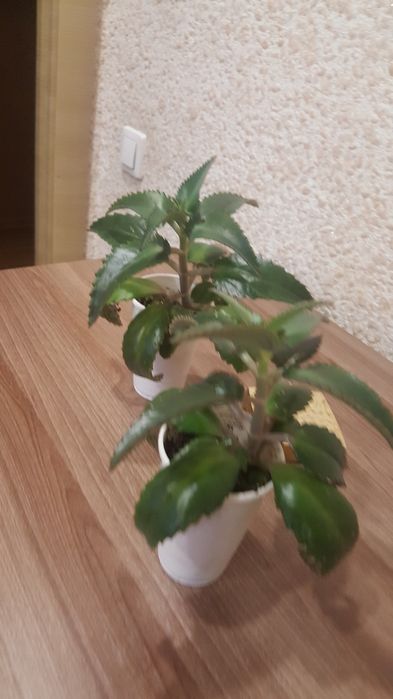 Каланхоэ лечебный.