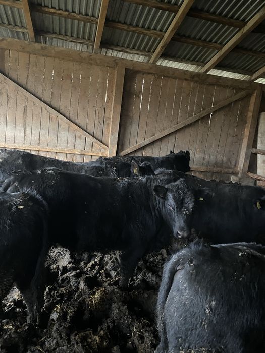 Tauri angus pt reproductie