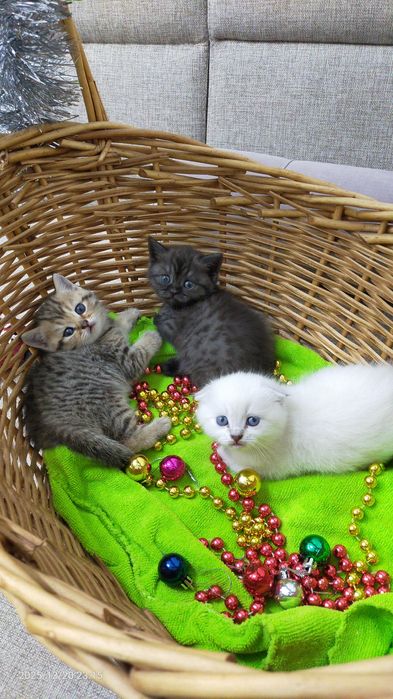 Продам котят шотланских