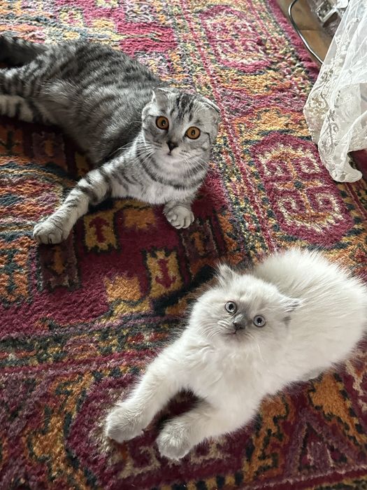 Mushuk scottish fold srochna