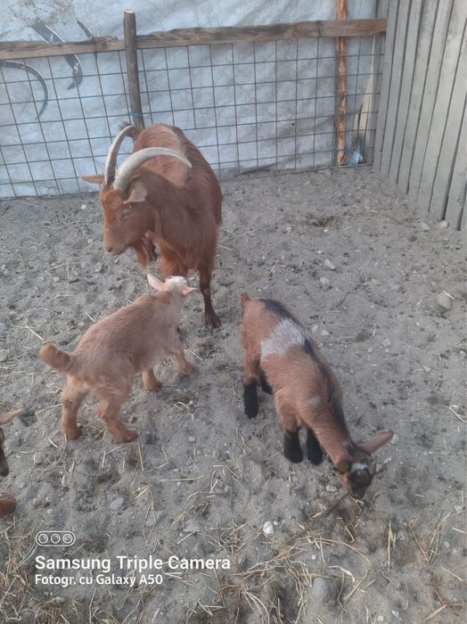 Vand capra cu 2 iezi si oaie carabas de Teleorman