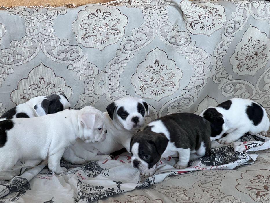 Щенки французского бульдога