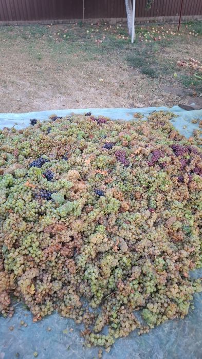 Struguri de Vin 2025